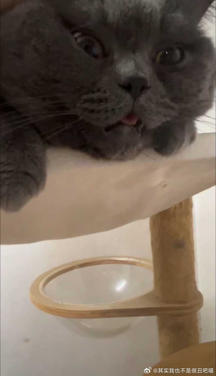 49572【丑猫】心灵丑，。半夜十一点把被子尿湿一大滩让人冷脸洗被子。