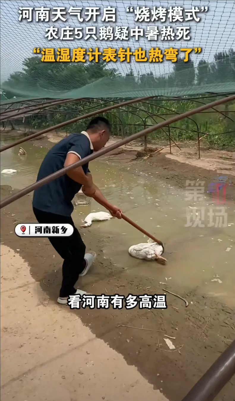 “热炸了！”河南新乡，一男子养鹅，因气温太高，鹅无法忍受，5只鹅被热死在水里，男