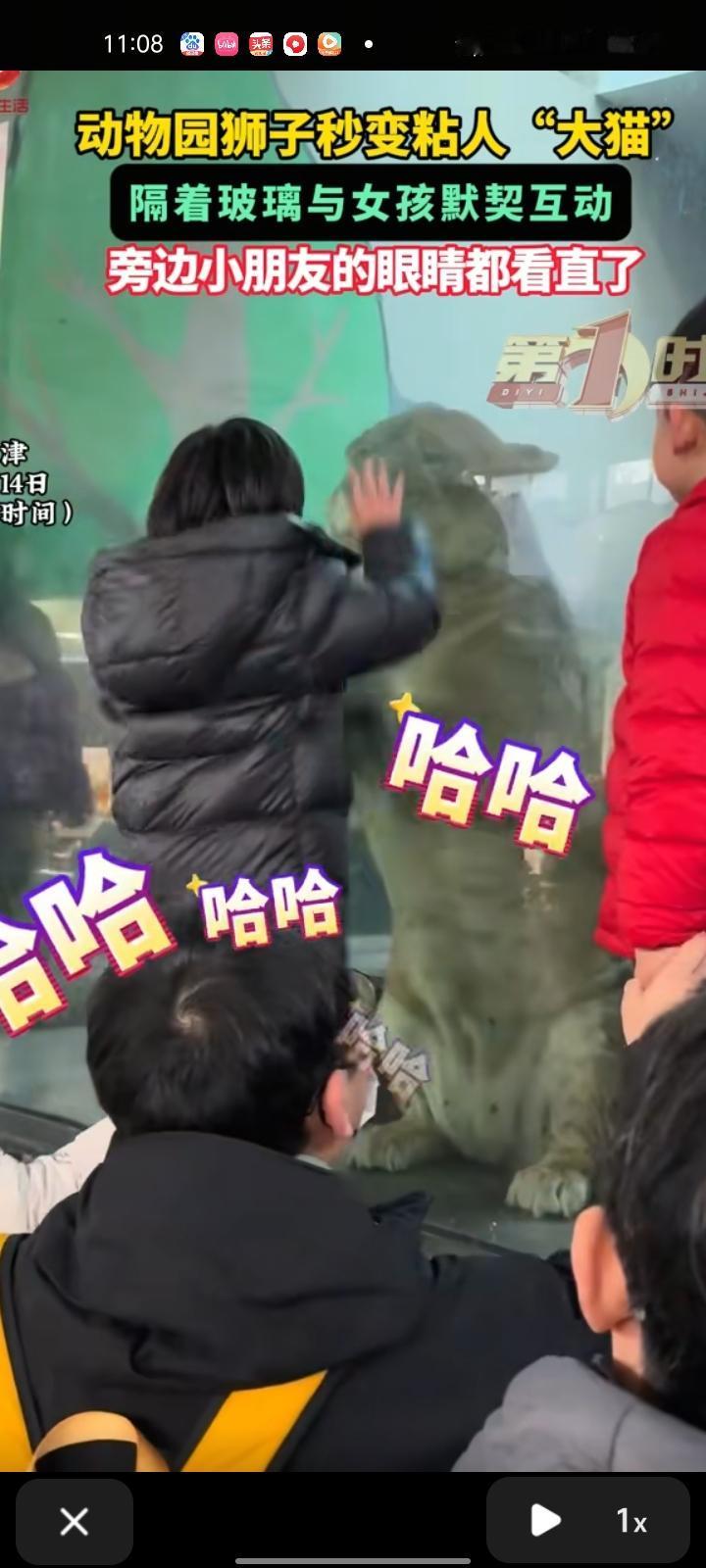 12月6日，天津。网友晒视频表示，动物园狮子秒变“粘人”大猫，隔着玻璃和小女孩互