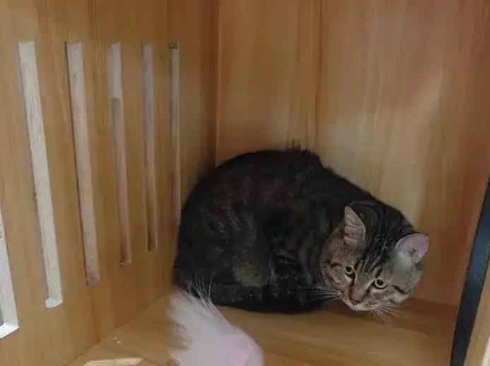 “笑不活了！”近日，江苏扬州，狸花猫的主人因债务问题，被法院执行，而猫则被法院以