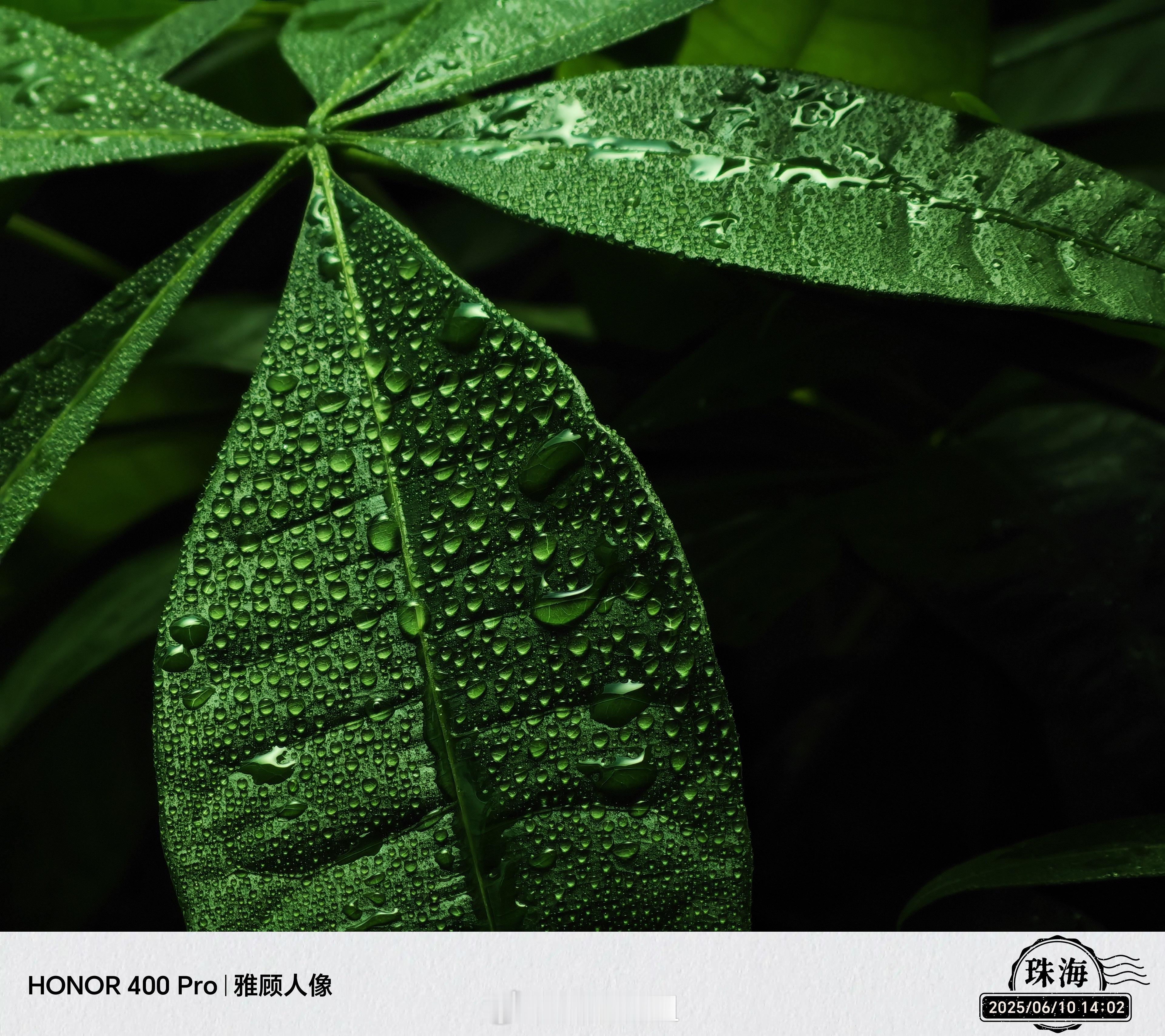 荣耀400Pro人像模式用來拍植物🌳也很不错[大笑][大笑]细节部分处理的很到