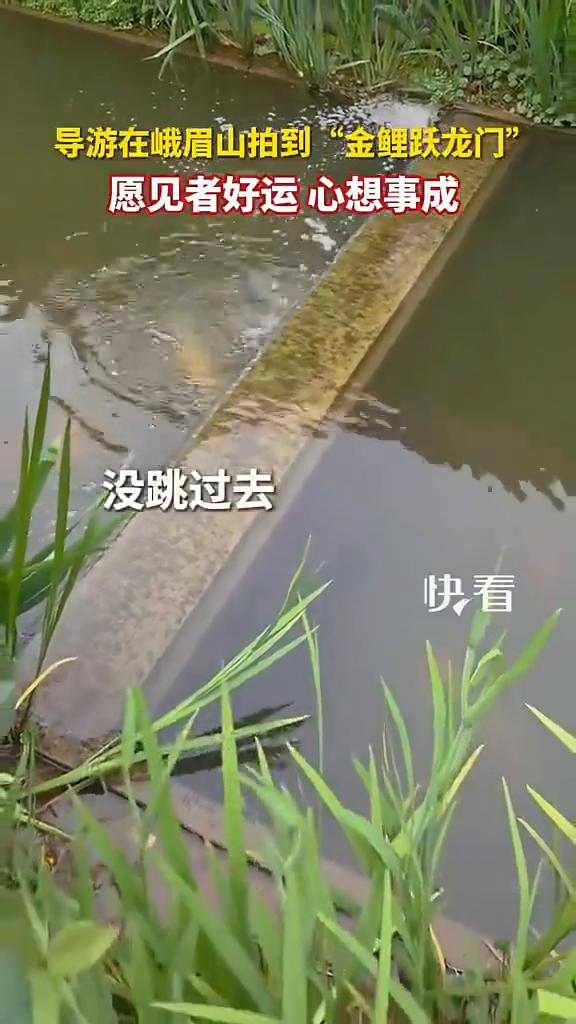 导游在峨眉山拍到"金鲤跃龙门"，愿见者好运，心想事成。来源：峨眉山小闵哥。5