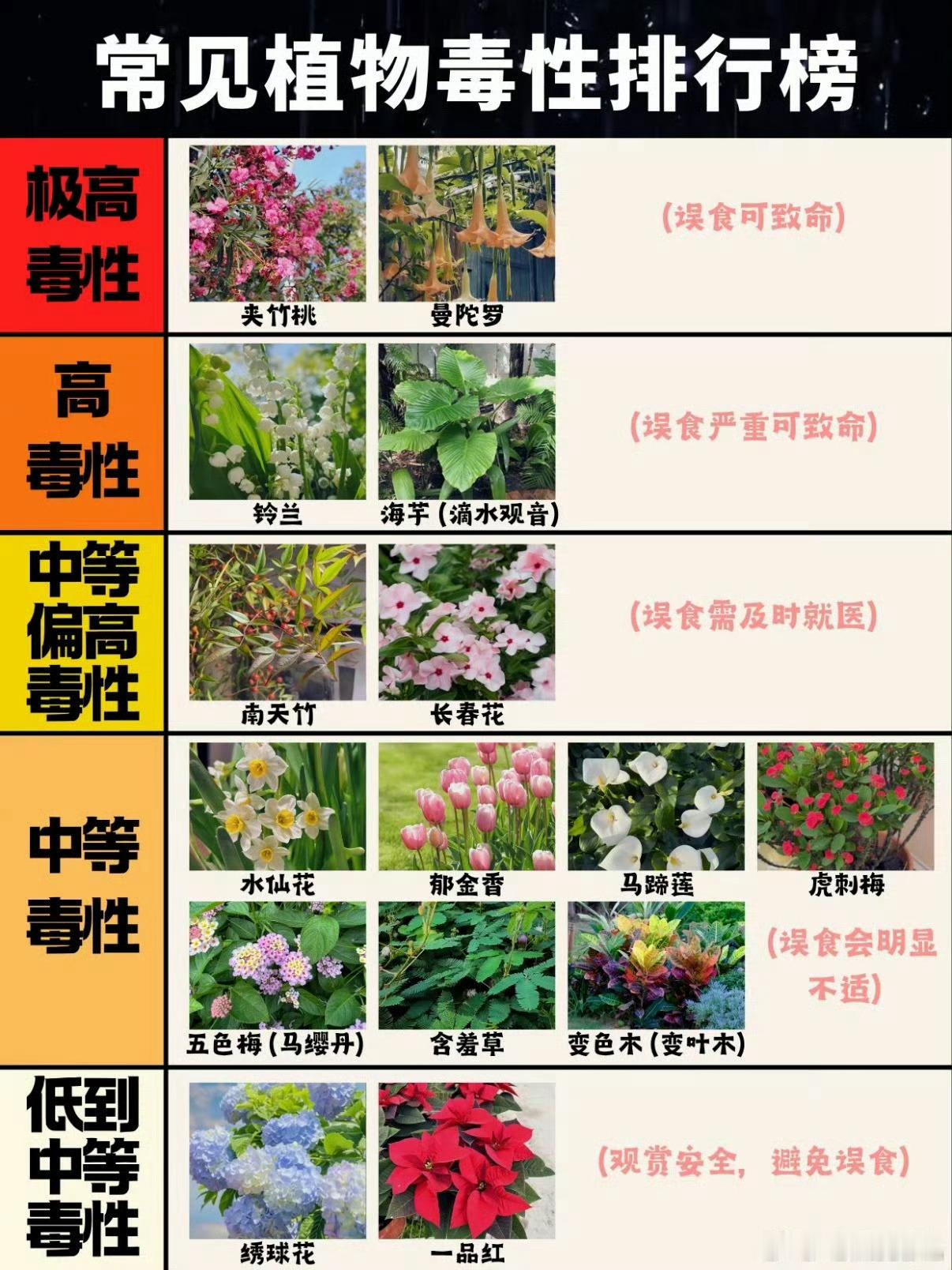 女生嘴含夹竹桃拍照中毒过敏近日，福建泉州付女士在户外拍照时，接触到夹竹桃，当时确