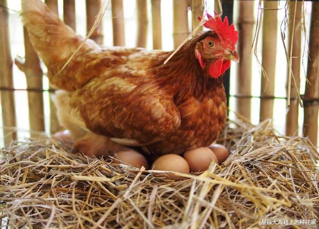 公鸡连"作案工具"都没有, 它是怎么让母鸡生蛋孵小鸡的?
