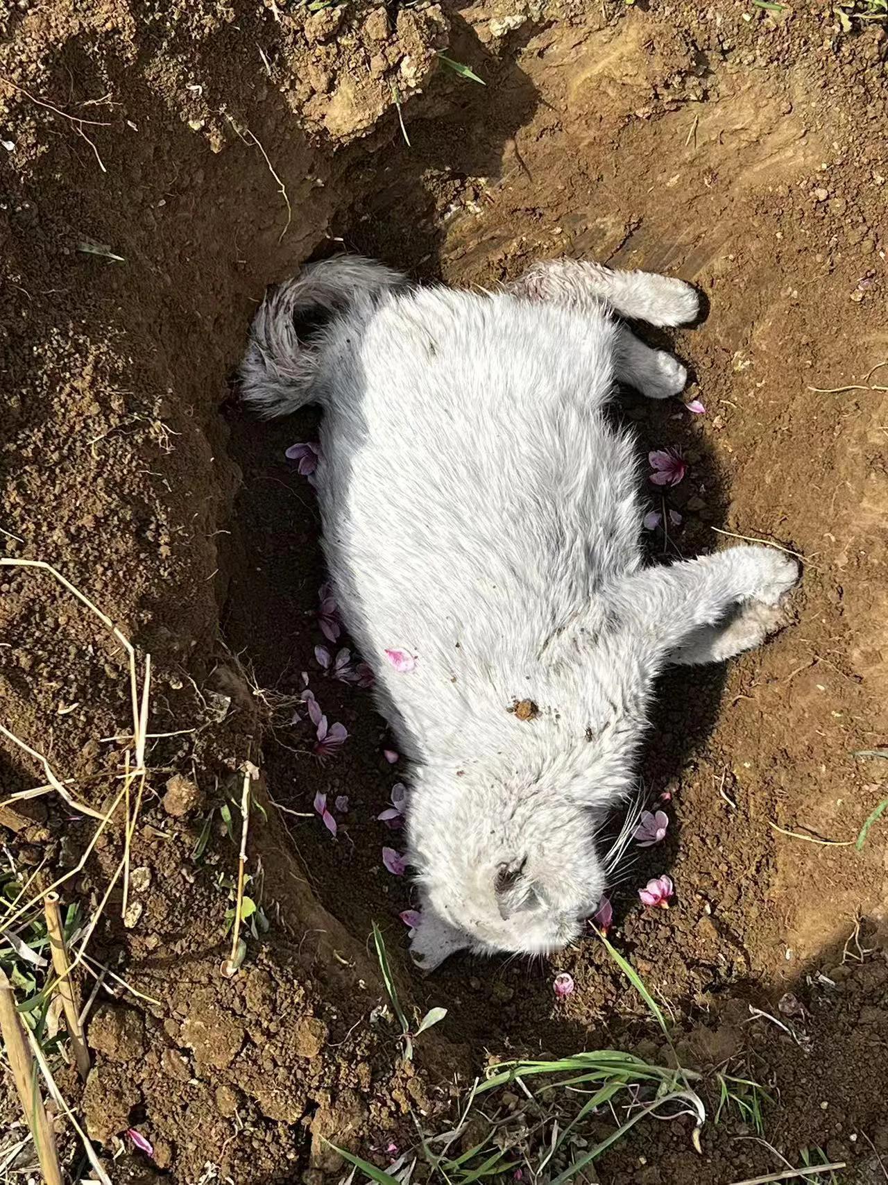 家里养了三年多的白猫由于生宝宝难产走了，本来拉着去市里的宠物医院，没想到在路上就