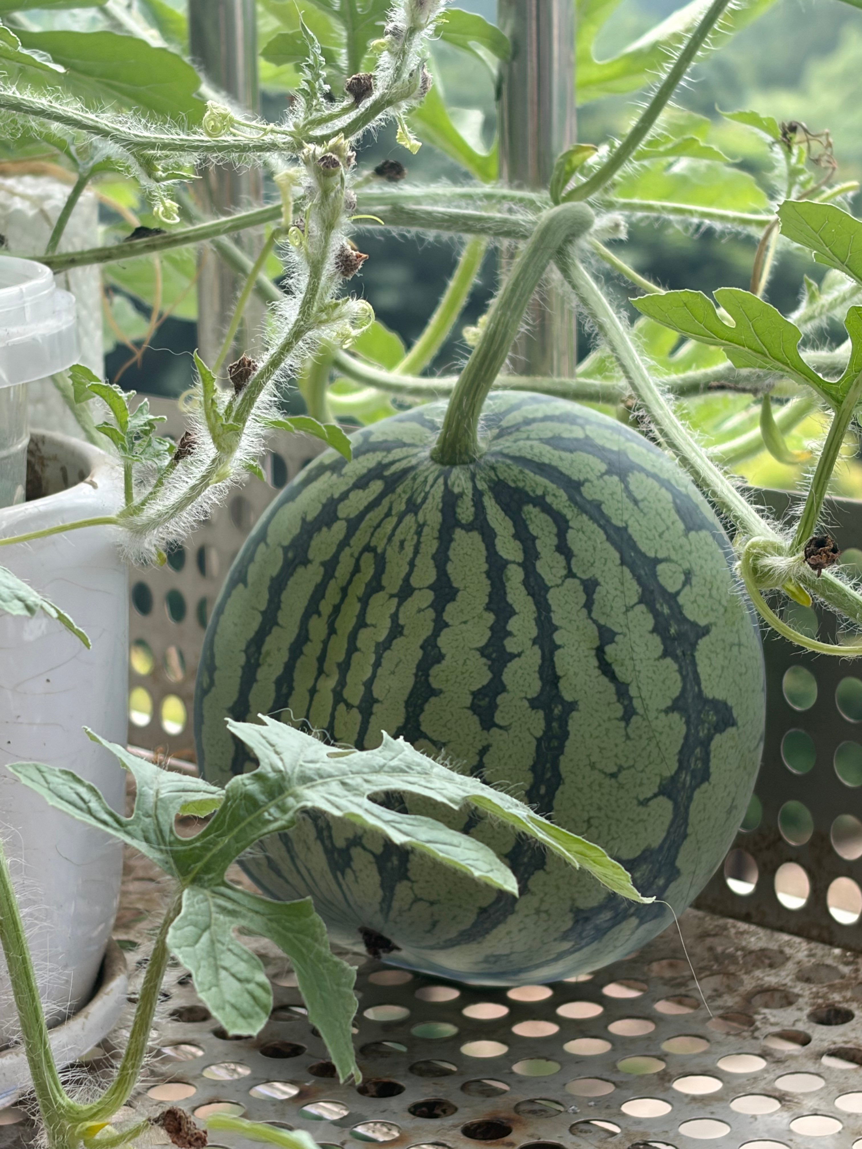阳台上的西瓜🍉