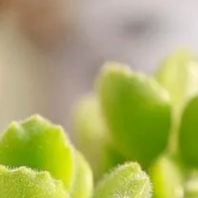 0000多肉植物种植方法土壤：多肉喜排水极强的透气土。推荐配比：泥炭土3份、颗粒