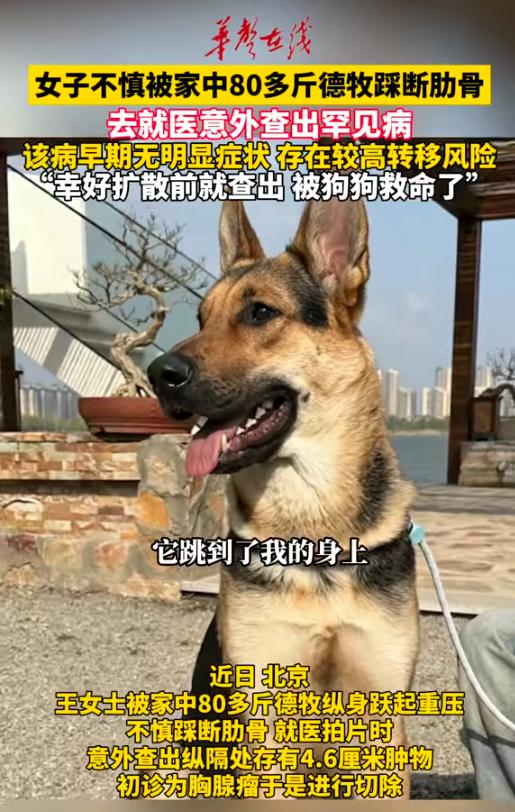 解释不清了！北京一只80斤的牧羊犬，突然跳主人身上，把她踩骨折了，谁料到医院一看