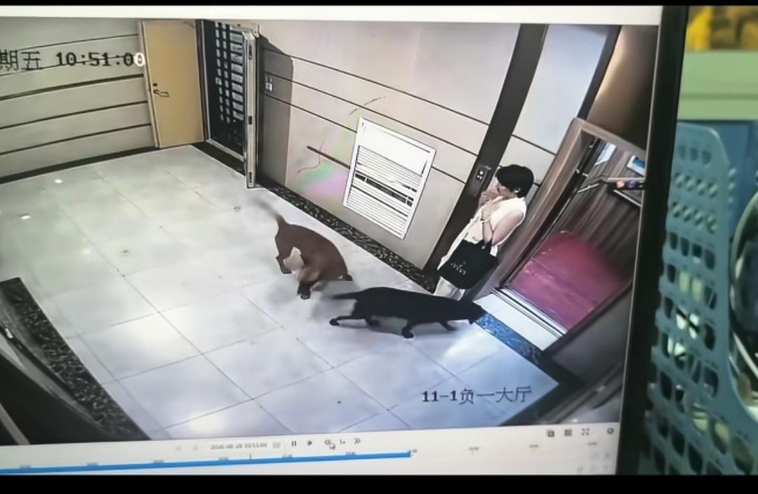 贵州贵阳，女子小区内遛两条大狗不牵绳，把正好走出电梯间的一大姐吓得都说不出话来了
