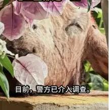 “真吓人啊！”7月30日报道，辽宁大连，一大妈清晨去阳台上透气，没想到看见满地的