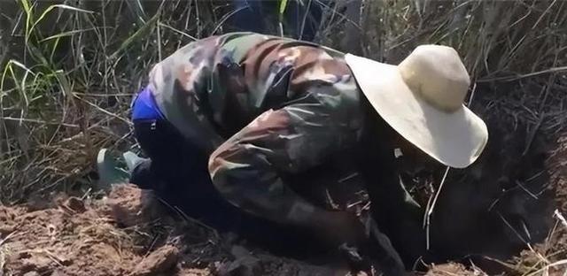 1986年，湖北利川一个叫程地明的捕蛇人，以团灭73条毒蛇的壮举闻名当地。没想到