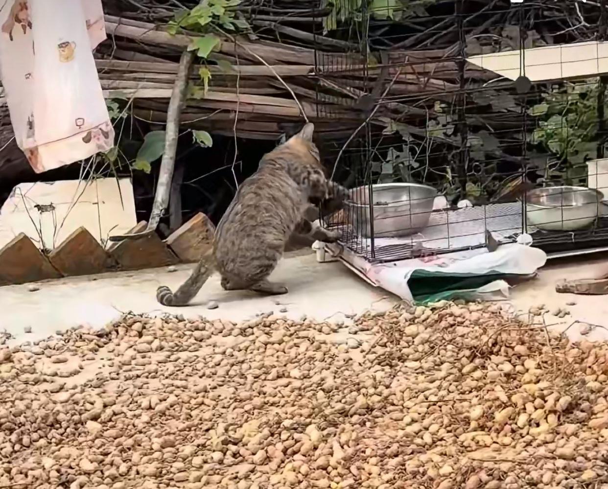 笑不活了！近日一网友，她养了两只猫，这天家里突然跑来一只来路不明的猫，这猫闻到