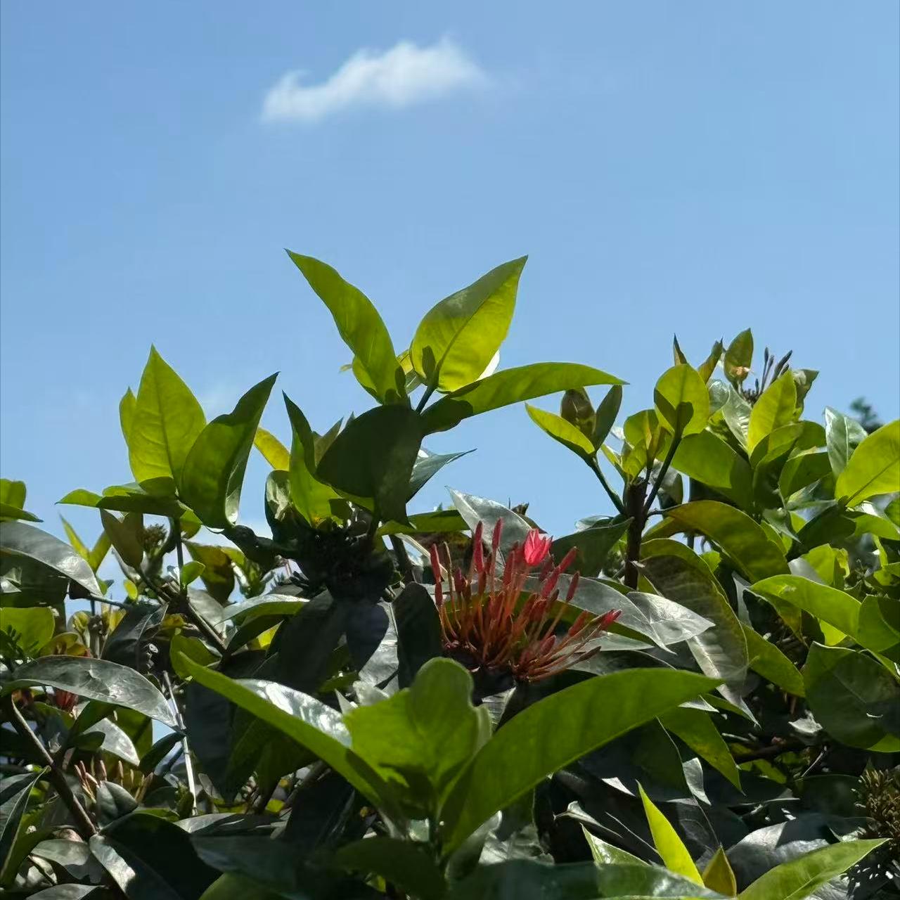 美国前总统国家安全事务助理哈德利在北京这样说 11月21日，哈德利在北京这样