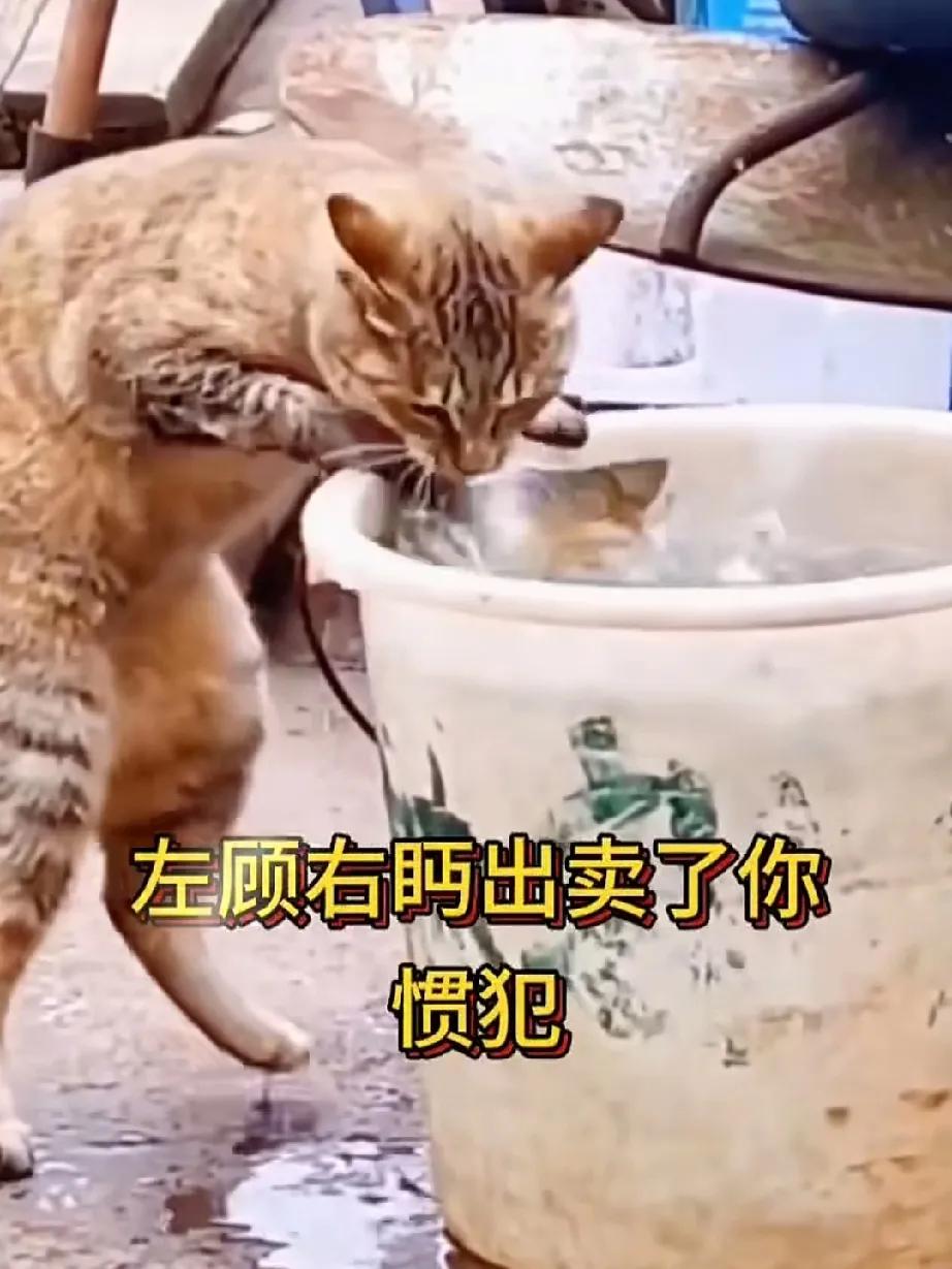 这只猫咪肯定是惯犯，悄悄逮鱼的时候还知道左顾右盼。看它那非常警惕又作贼心虚的样
