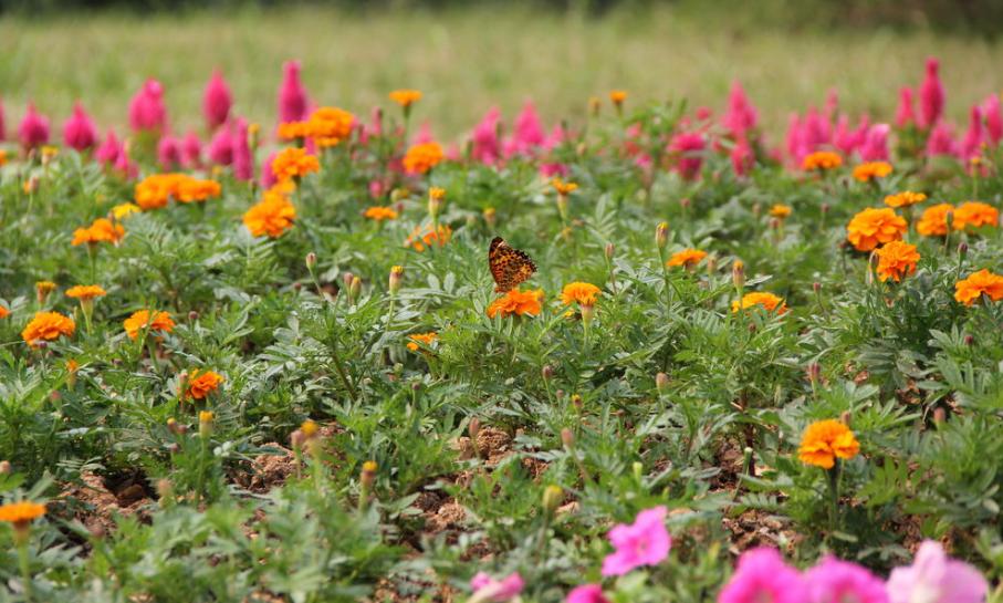 问问大家，老爸今年78岁，发现他瘦的厉害，去医院检查，癌症晚期，老爸除了便秘哪里