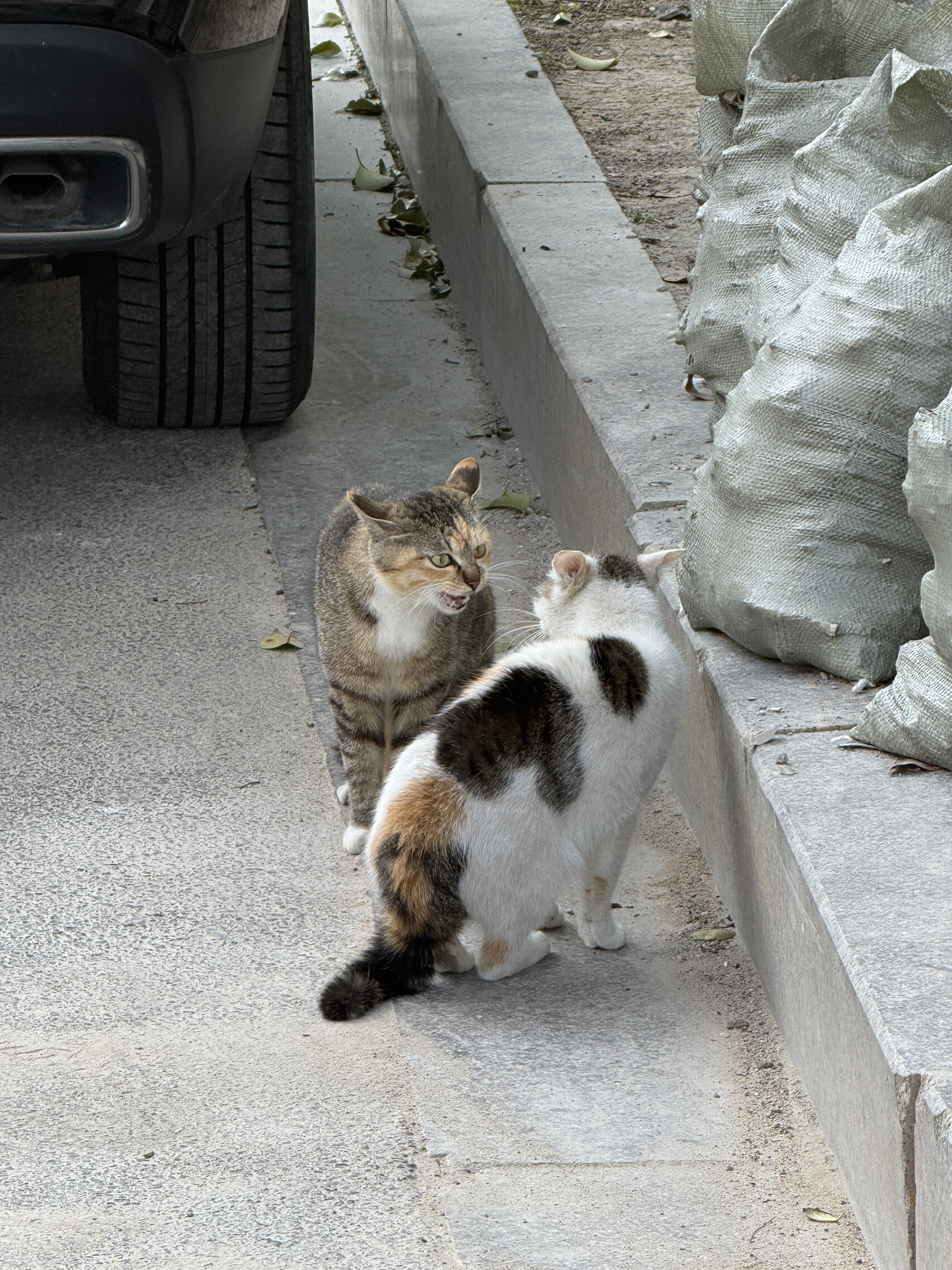 算鸟算鸟……猫咪摄影