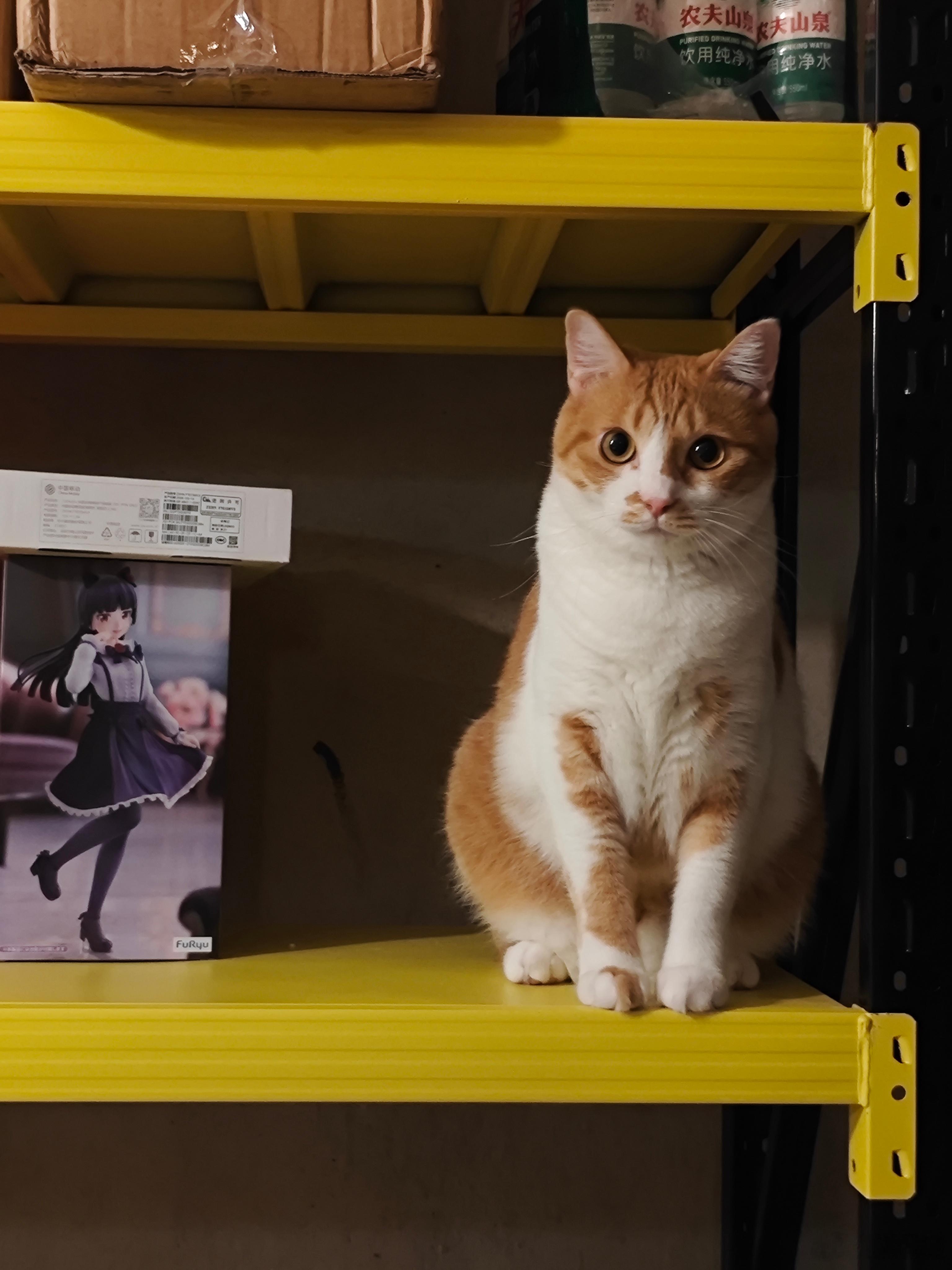 黑猫and橘猫​​​