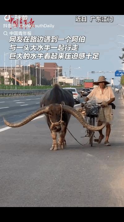 广东江门的一条乡间马路上，一位网友无意间拍到了让人惊叹的一幕。一位头发花白的阿伯