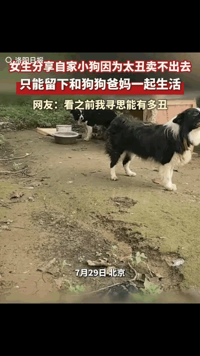 这是我见过最丑的狗了！女子分享自家的小狗因为太丑卖不出去，只能留下来跟着狗狗爸妈