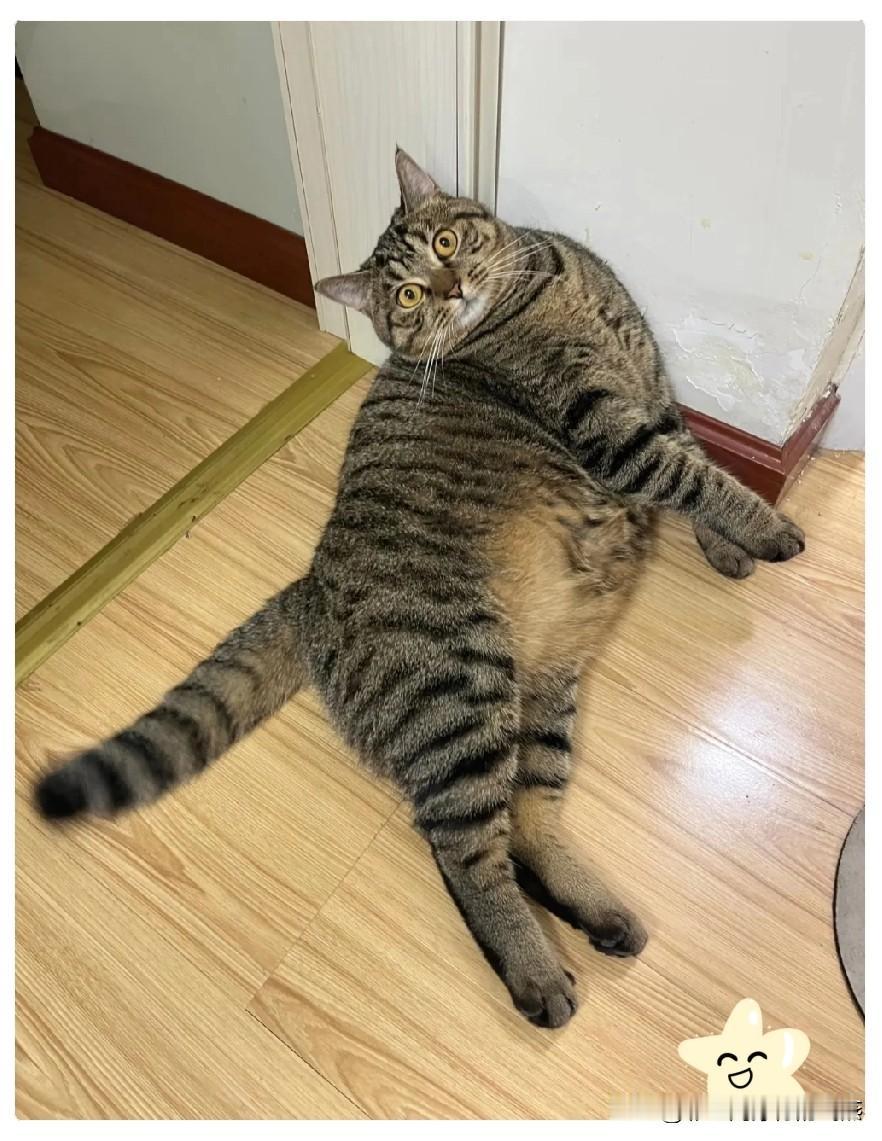 狸花猫真的养不熟！这只狸花我养了2年，最近总是五六天回来一次，每次身上还有沐浴露