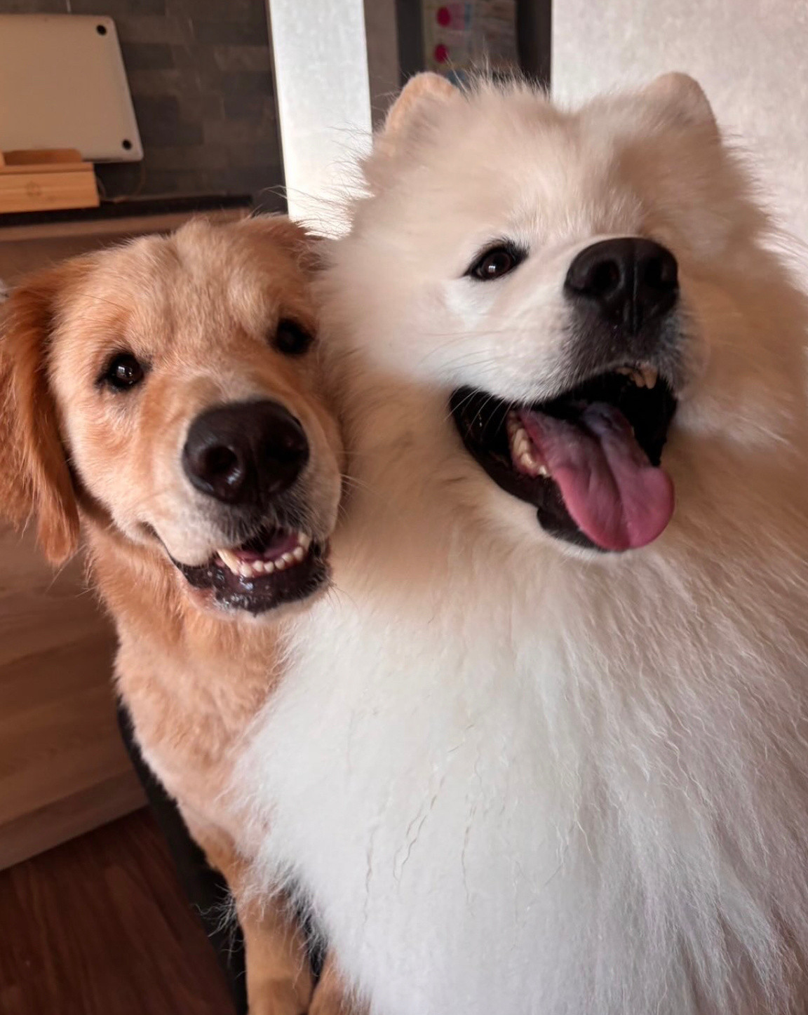 妈妈！我可以带小金来我们家吃晚饭吗！他爸爸妈妈今天加班