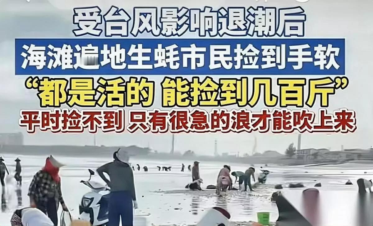 台风后别捡海鲜不是不让吃是有人怕你“抢”了饭碗！今早去海边，见阿姨们
