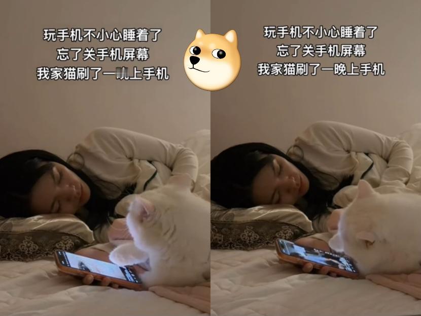 现在的猫咪都卷到会自己刷手机了？广东女子睡着后，家里猫主子的操作直接笑翻