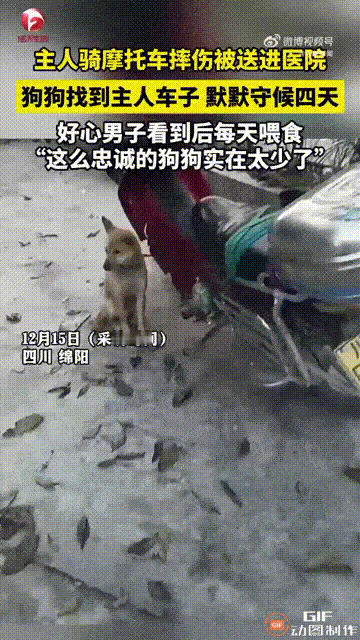 心疼这只小狗！四川绵阳一名男子骑摩托车不慎摔伤，被好心人送到了医院里，但他的摩托