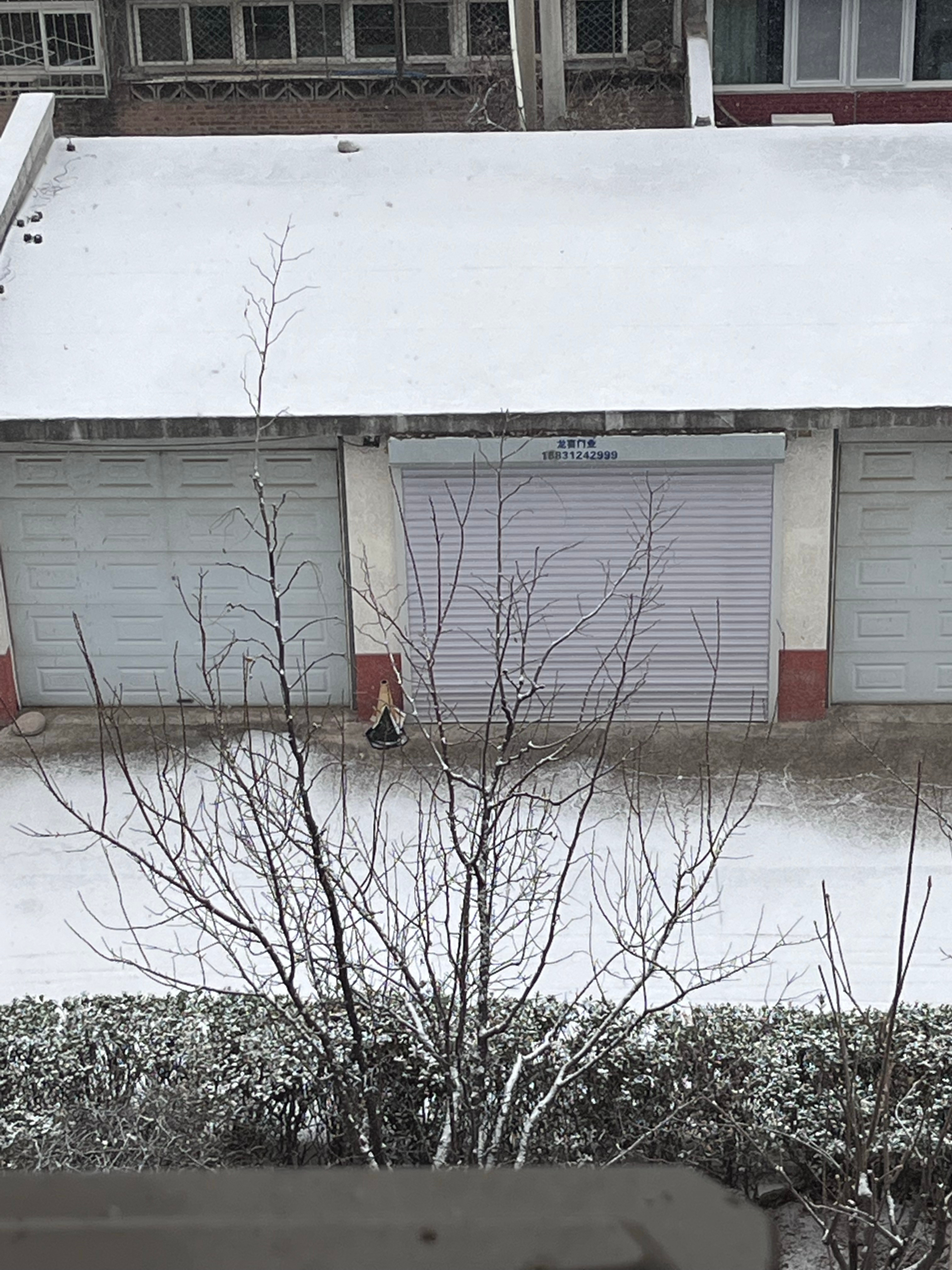 这个冬天的第一场雪～愿瑞雪兆丰年好事多发生🥰