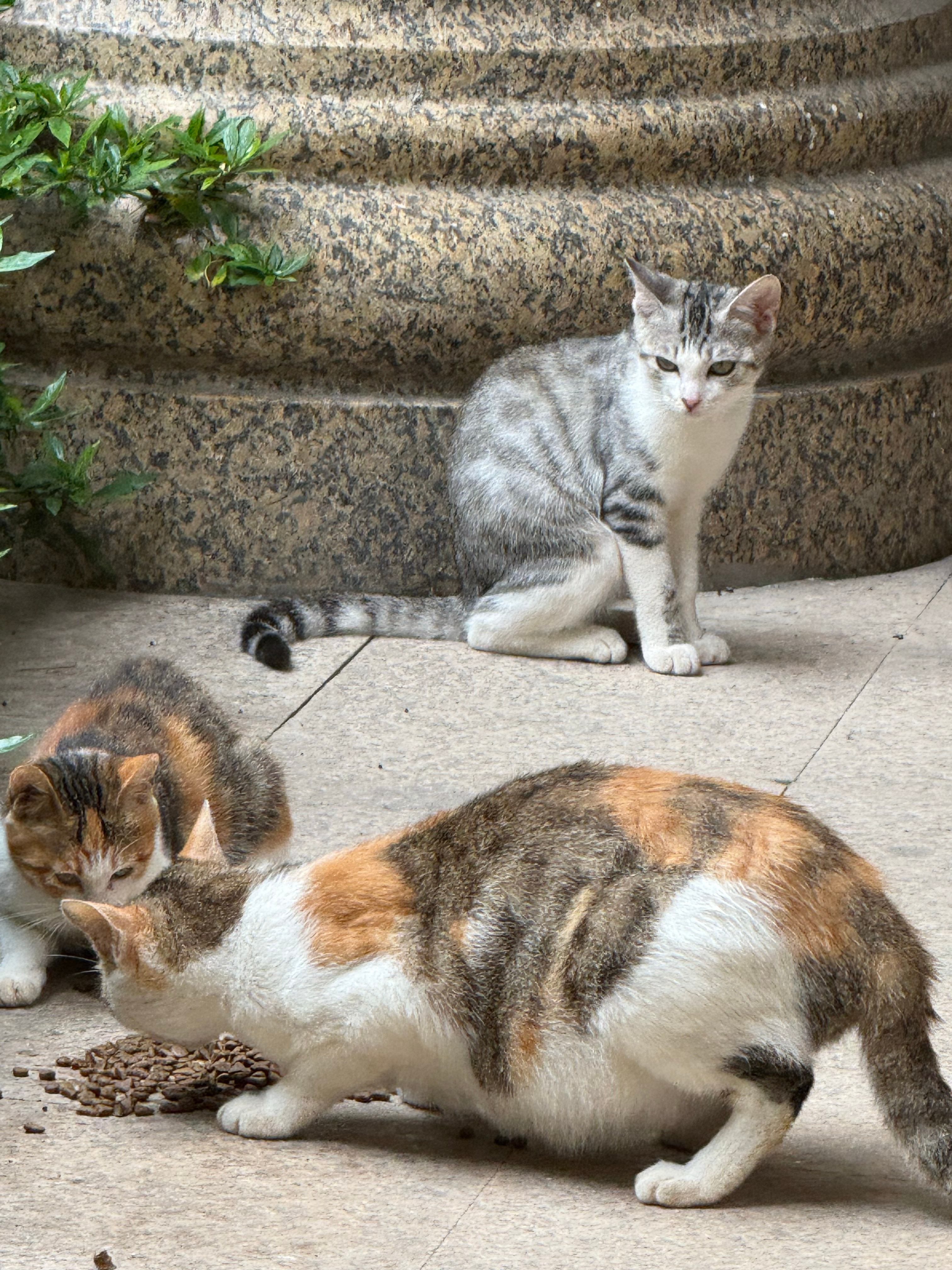 才不是流浪猫是靠自己活下去的超级厉害的猫猫侠​​​