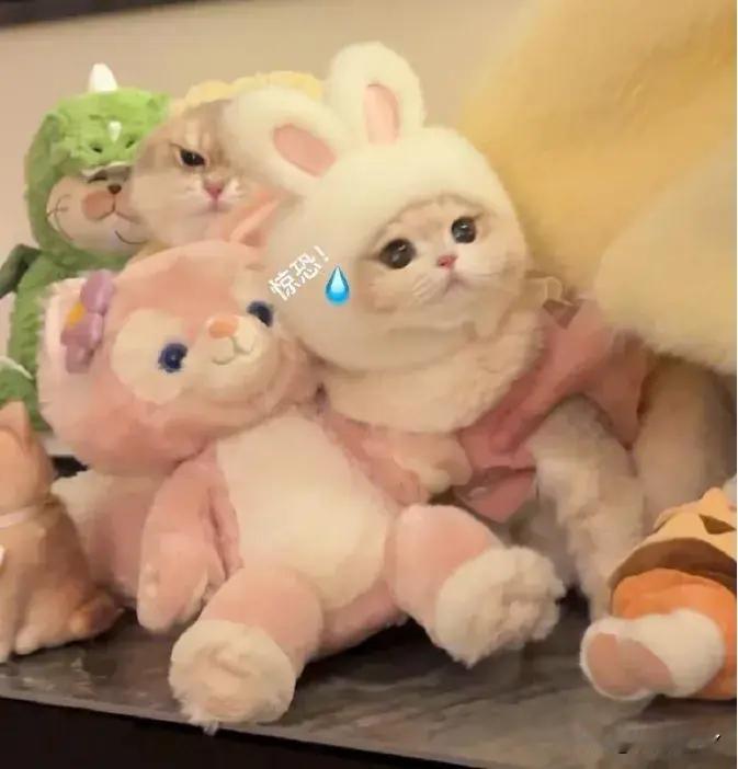 猫咪：这样房东查房就不会被发现了吧！