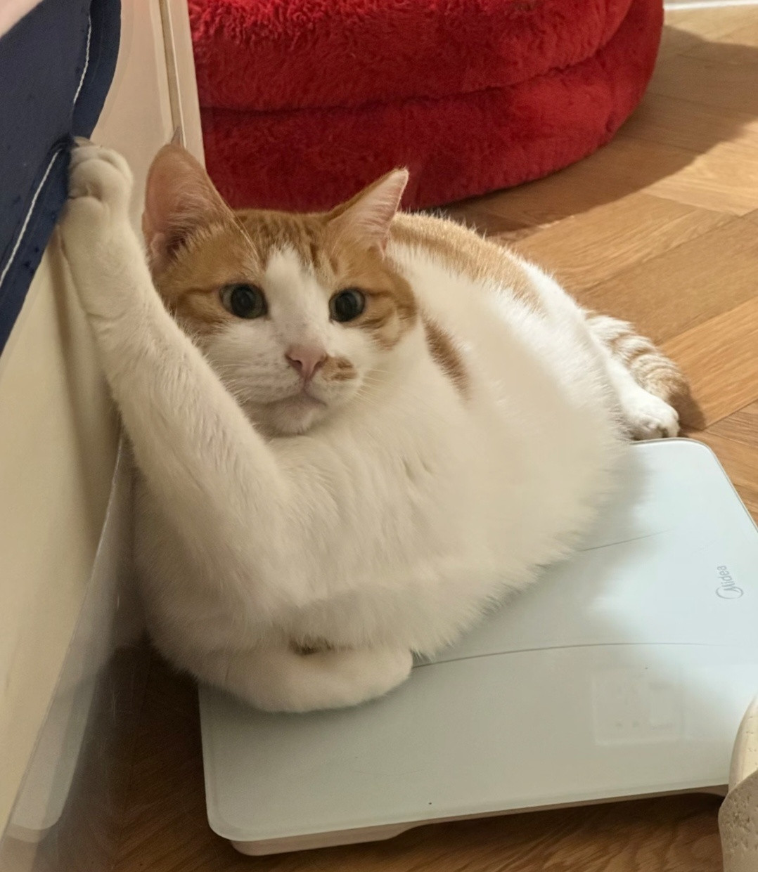 爪子被勾住了，猫猫也不吭一声，只用眼神告诉我：麻麻，有点小尴尬哦。