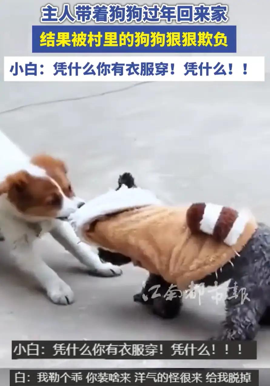 江西，女子带着家里的小泰迪回农村老家过年，结果带它在村里遛弯时，直接就被村里的小