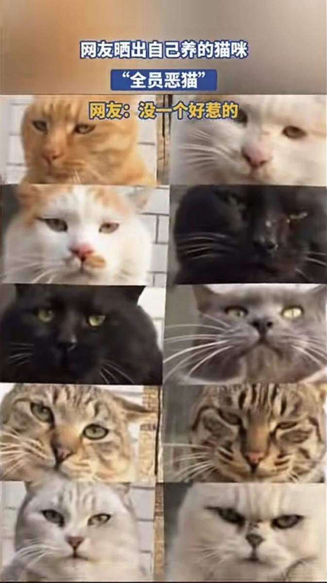 “没一个是善茬！”一网友晒出自己养的10只猫，要说是“十大恶猫”并不过分，每一只