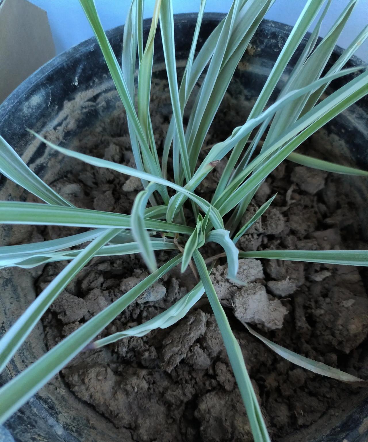有一次去理发，看见理发店老板养的吊兰郁郁葱葱，叶子饱满油亮，垂下来的数个枝条更是