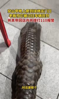 “意外的惊喜！”9月3日江西景德镇，一烧烤店老板发现门外有东西在爬行，女店主以为