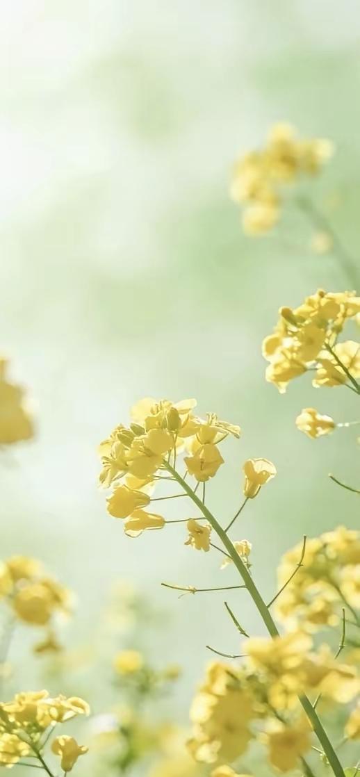 手机壁纸～微风拂过枝头，新绿舒展，粉樱轻绽，油菜花裹着暖阳漫染春光。满目清浅温柔