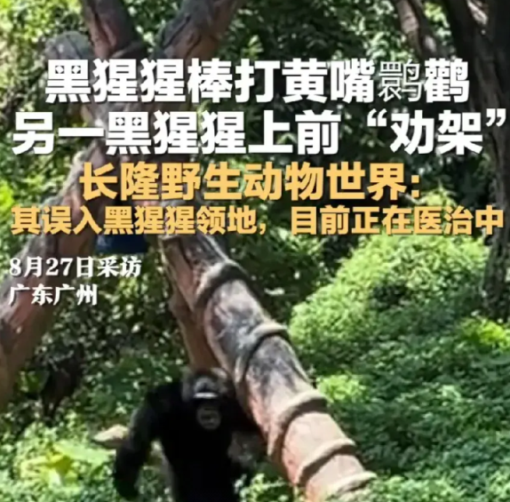 8月27日，广州长隆野生动物世界，一只黄嘴鹮鹳落到水边的灌木丛中。这里是黑猩猩的