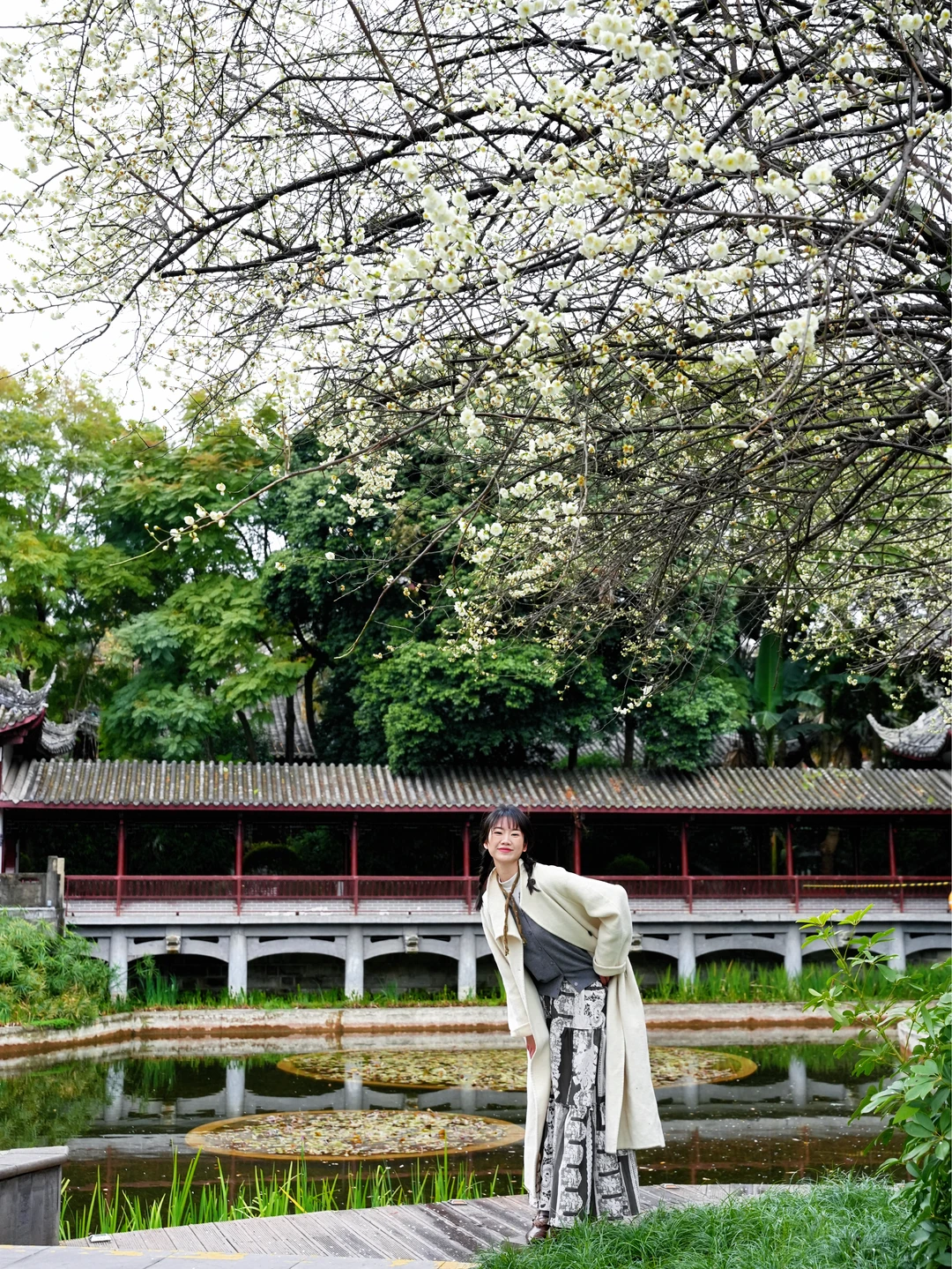 成都！地铁直达！绿梅开爆了……人少好拍！！！