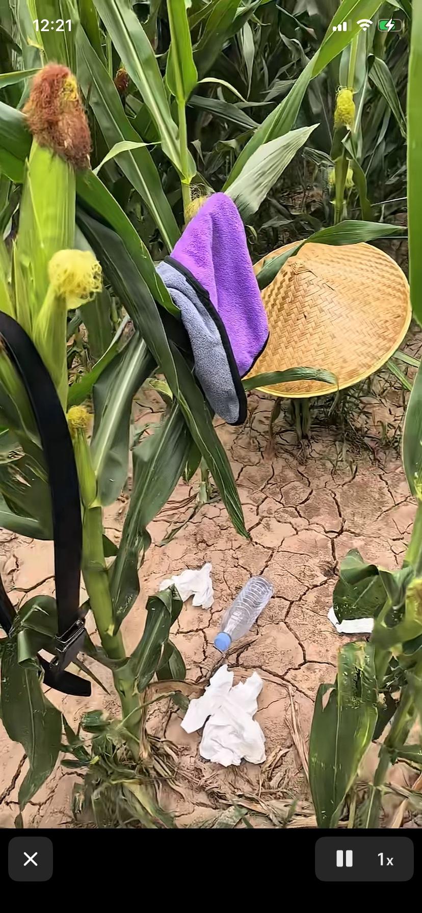 持续干旱农民玉米都出现了严重缺水现象为了了解情况村里的大爷来到玉米地看情况