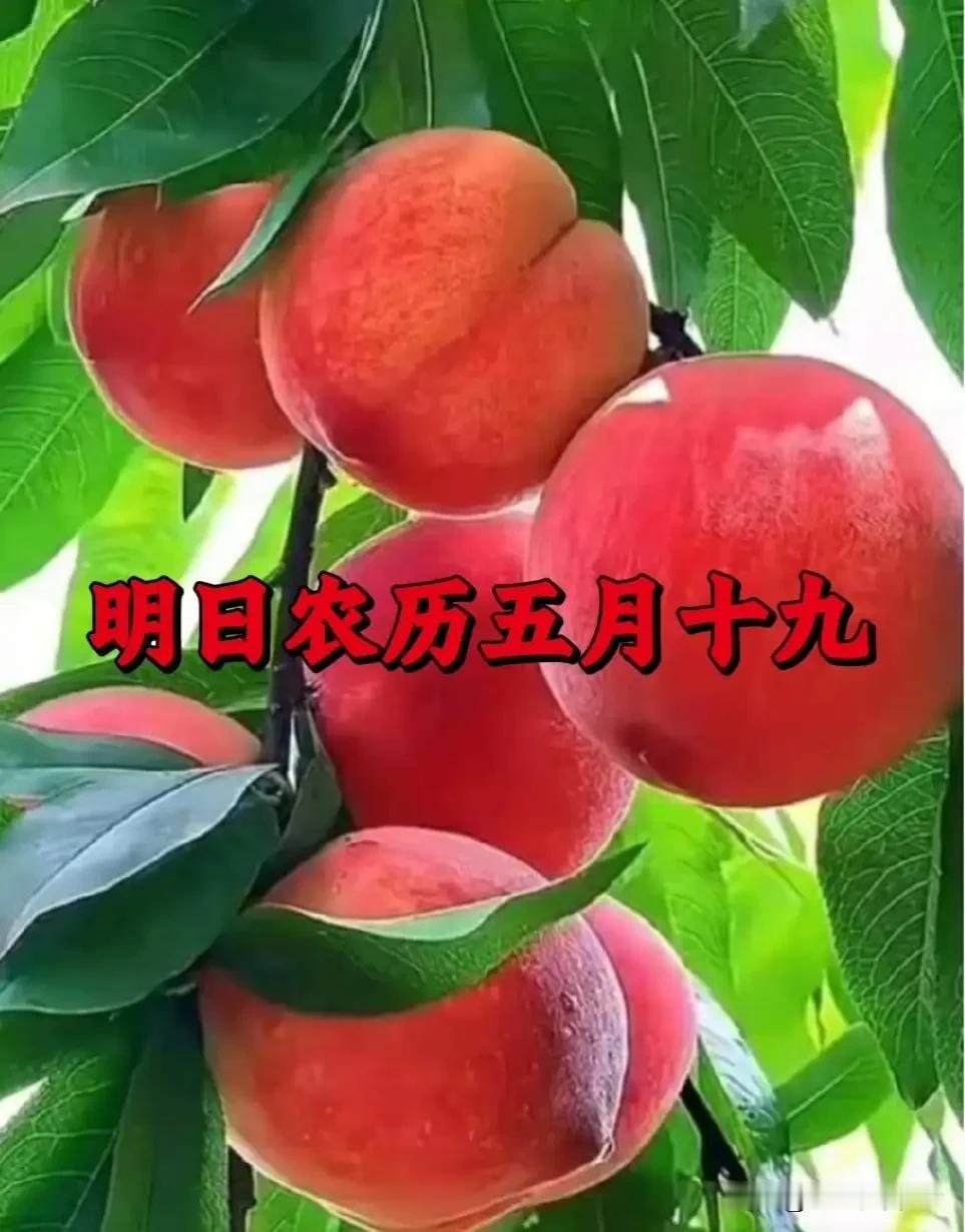 明日农历五月十九，牢记吃4样做1事忌1事，扫尽湿浊舒心迎三伏农历五月十九，