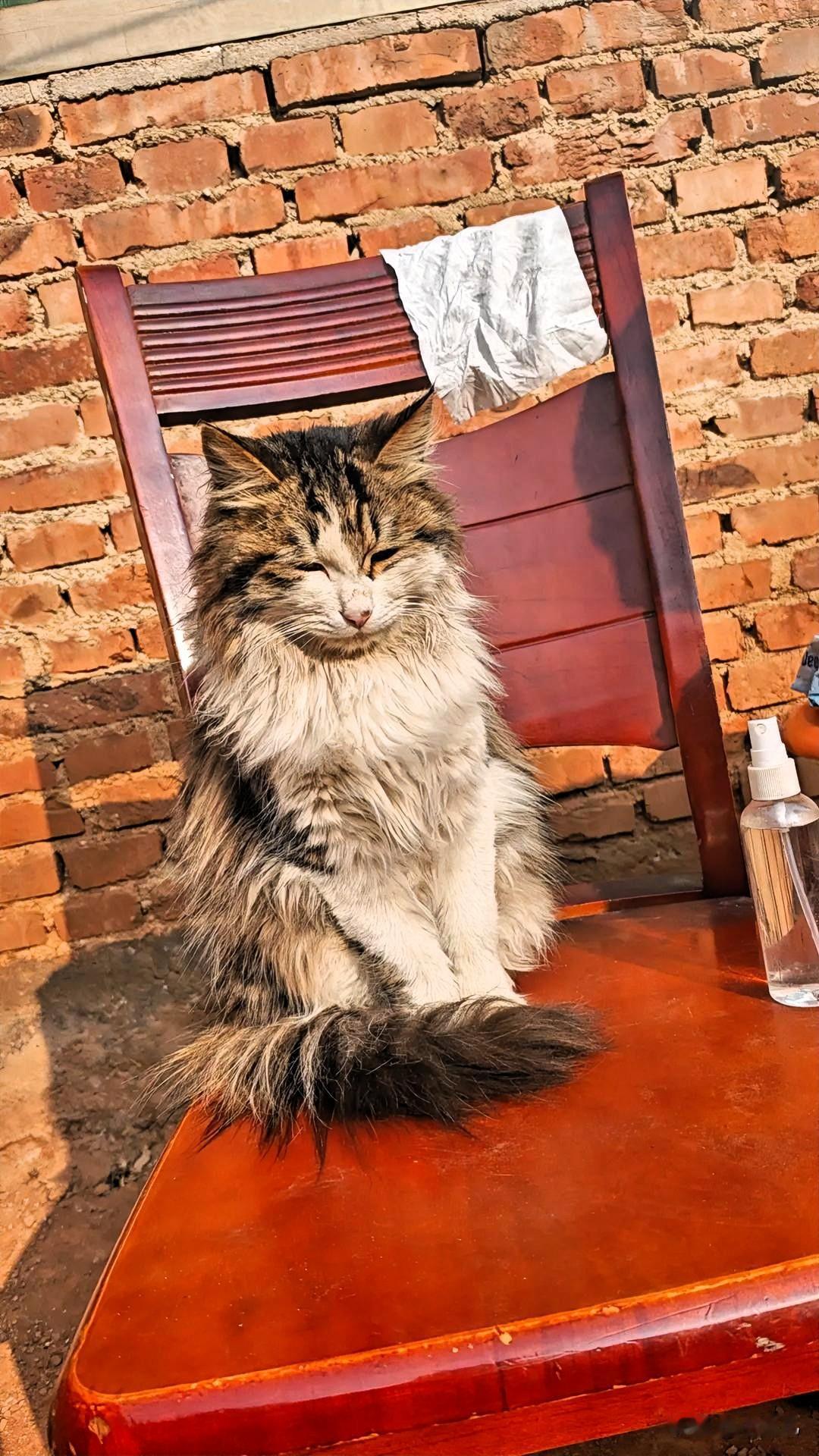 今天在老家院子里晒太阳，发现我家猫主子已经抢占了最舒服的椅子，眯着眼一副“别打扰