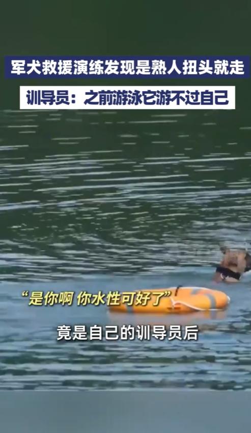 最近武警贵州总队某部的一场水上救援演练，让一只叫追风的军犬走进了很多人的视线。