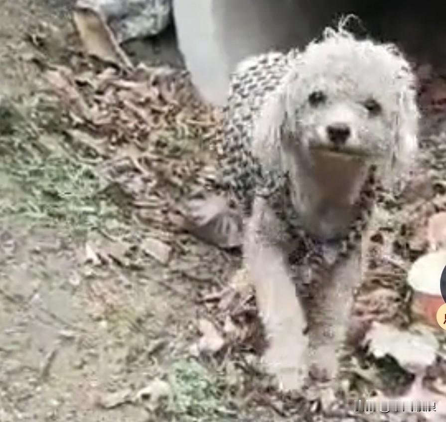 疫情期间，小泰迪被送往深山老林。它从未离开过主人，骤然来到这荒山野岭，再加上生性