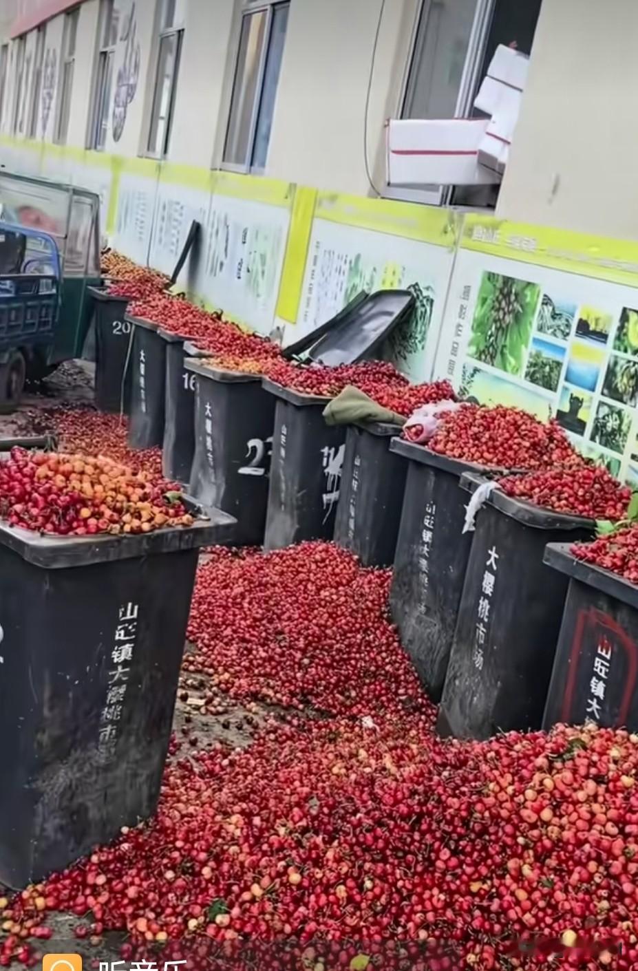 今年怎么了，这么好的樱桃🍒就倒掉了，这都摘下来了，为什么不卖。山东樱桃丰收