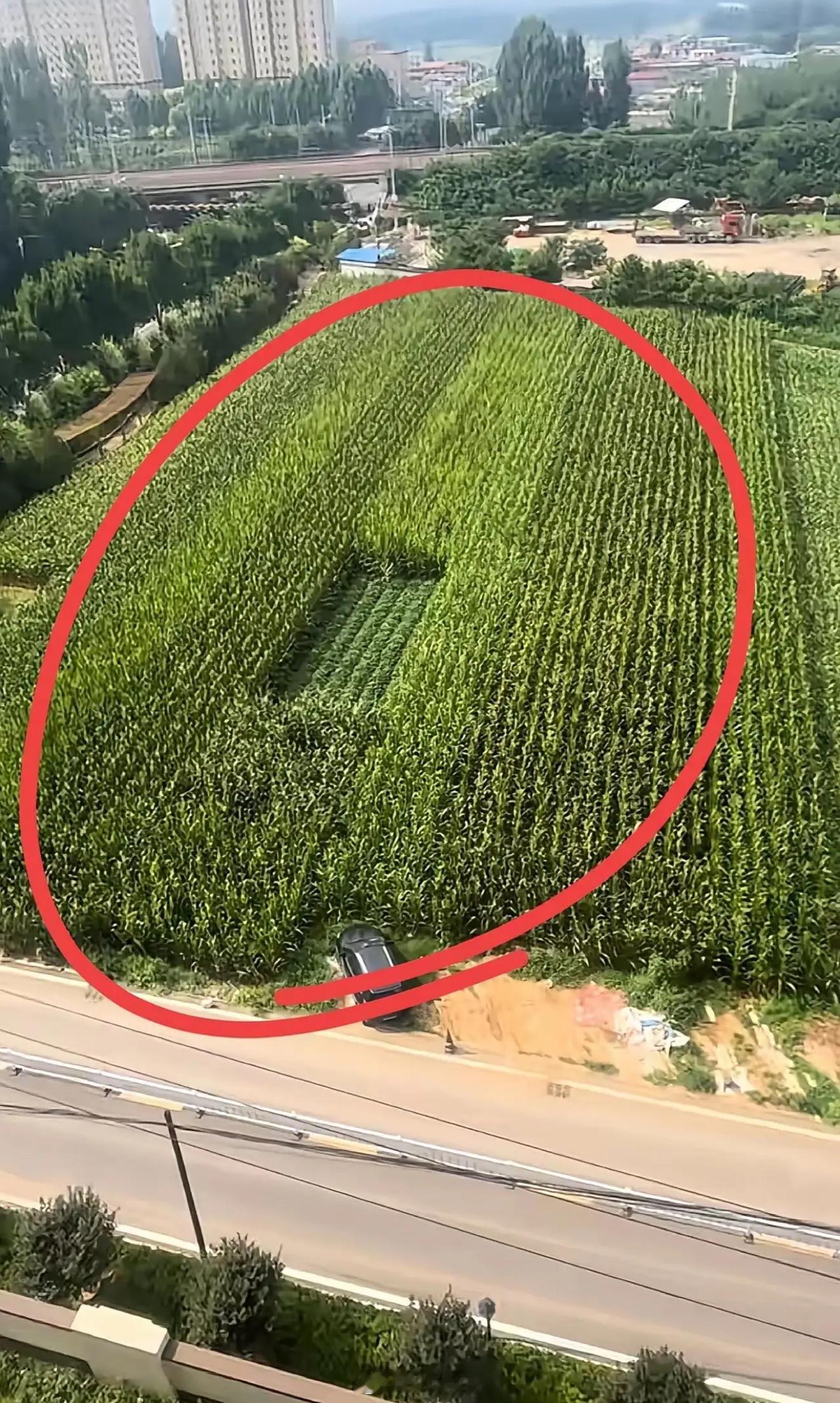 这户人家很聪明啊，在地中间种菜