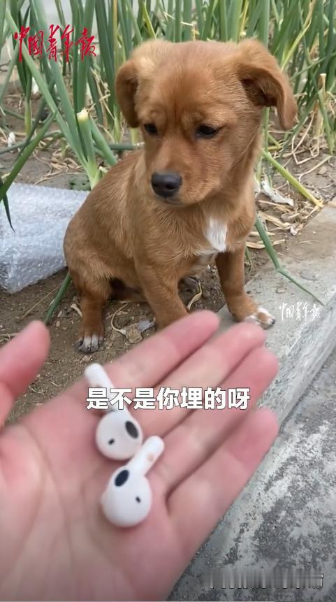 “太有灵性了!”10月27日,辽宁沈阳,一女子走路时耳机丢了一只,她找了好一会都