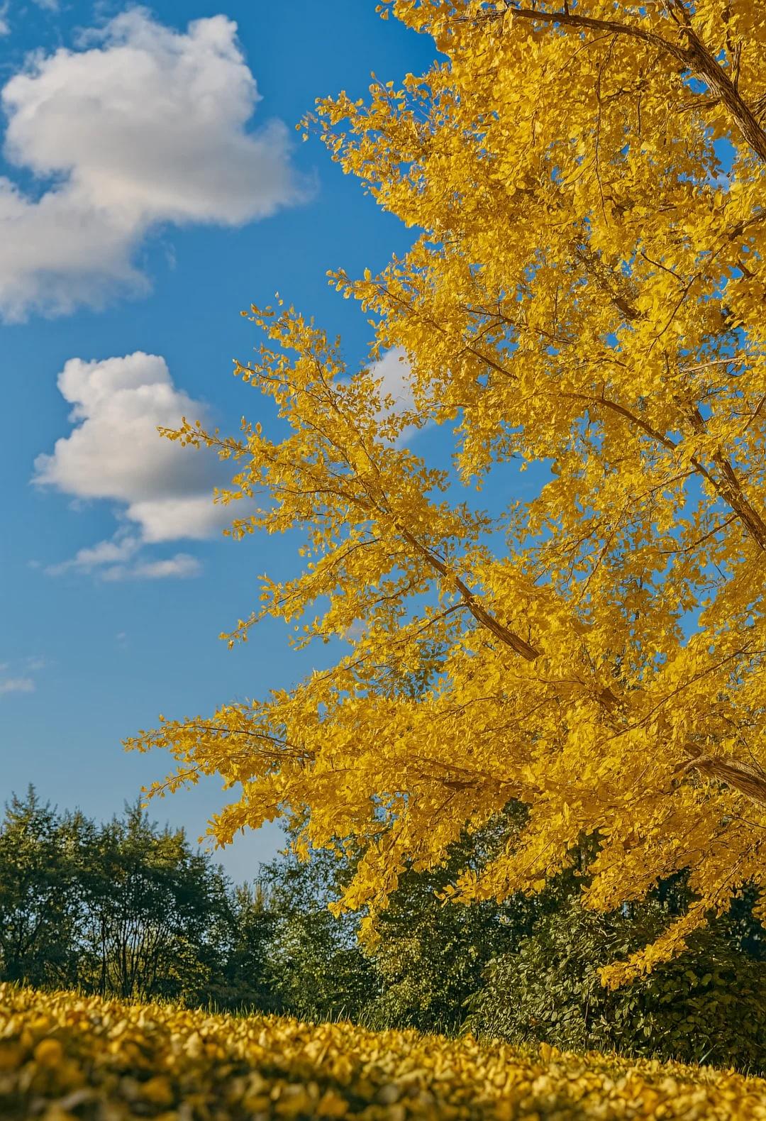 广东最像秋天地方｜去南雄追一场金黄银杏雨今年秋天真的被南雄惊艳到了！在广东看