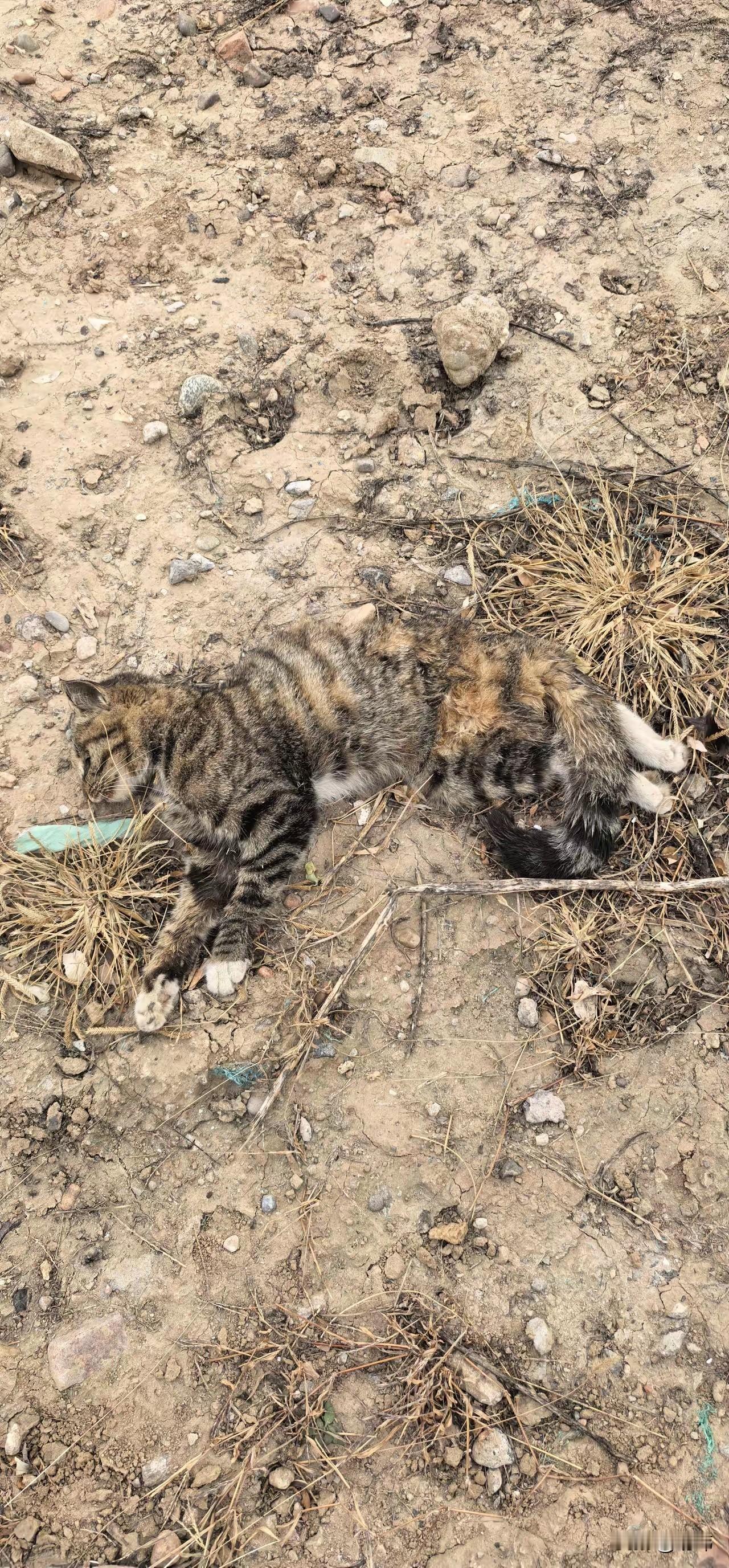 太可怜了！一位老人养了一只狸花猫，平时就特别疼爱它，猫咪也很依赖老人，而自从养了