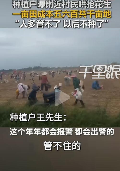 太心寒！一年辛劳，半天抢光！潜江千亩花生被村民半天哄抢一空，农户彻底放弃种地。